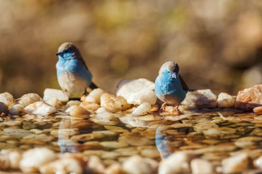 Two Blue-breasted Cordonbleu standing at waterhole in Kruger National park, South Africa ; Specie Uraeginthus angolensis family of Estrildidae