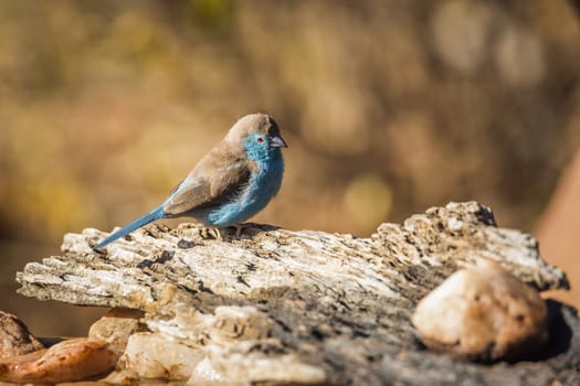 Blue-breasted Cordonbleu standing on a log with fall colors background in Kruger National park, South Africa ; Specie Uraeginthus angolensis family of Estrildidae
