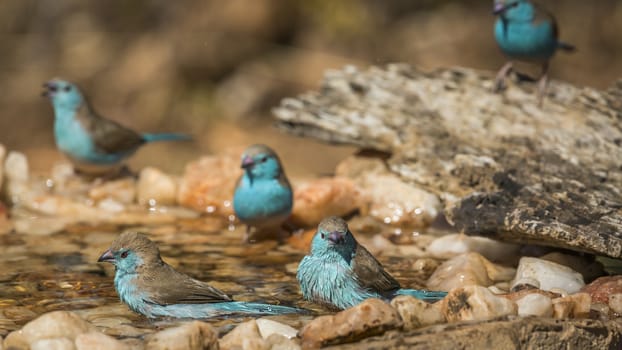 Small group of Blue-breasted Cordonbleu bathing in waterhole in Kruger National park, South Africa ; Specie Uraeginthus angolensis family of Estrildidae