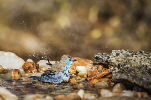Blue-breasted Cordonbleu bathing in waterhole in Kruger National park, South Africa ; Specie Uraeginthus angolensis family of Estrildidae