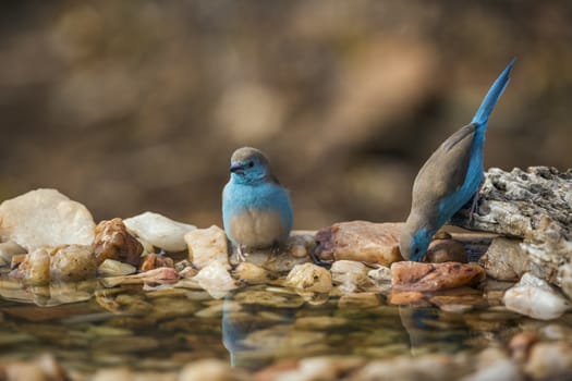 Two Blue-breasted Cordonbleu standing at waterhole in Kruger National park, South Africa ; Specie Uraeginthus angolensis family of Estrildidae