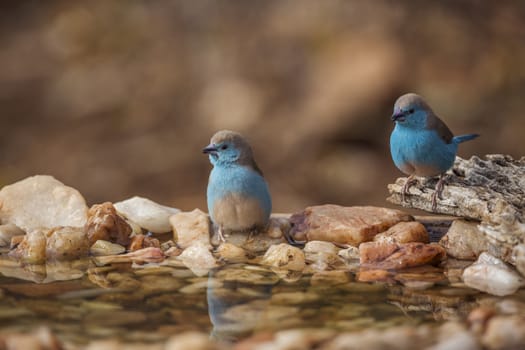 Two Blue-breasted Cordonbleu standing at waterhole in Kruger National park, South Africa ; Specie Uraeginthus angolensis family of Estrildidae
