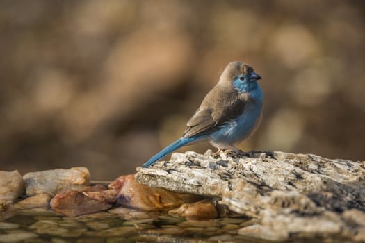 Blue-breasted Cordonbleu standing at waterhole in Kruger National park, South Africa ; Specie Uraeginthus angolensis family of Estrildidae