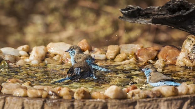 Three Blue-breasted Cordonbleu bathing in waterhole in Kruger National park, South Africa ; Specie Uraeginthus angolensis family of Estrildidae