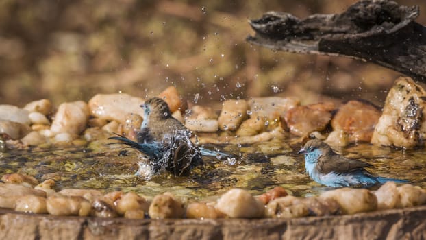 Three Blue-breasted Cordonbleu bathing in waterhole in Kruger National park, South Africa ; Specie Uraeginthus angolensis family of Estrildidae