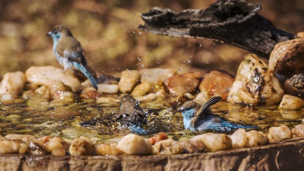 Three Blue-breasted Cordonbleu bathing in waterhole in Kruger National park, South Africa ; Specie Uraeginthus angolensis family of Estrildidae