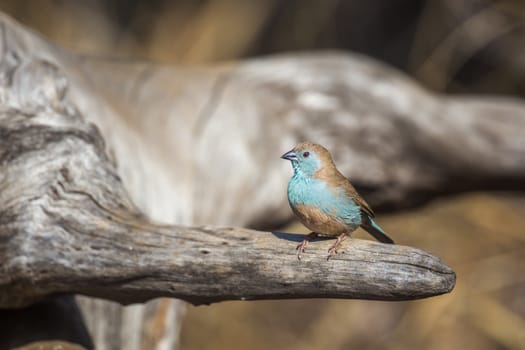 Blue-breasted Cordonbleu standing on a log in Kruger National park, South Africa ; Specie Uraeginthus angolensis family of Estrildidae