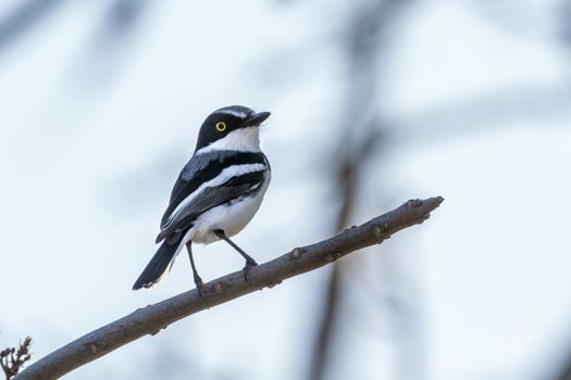 Chinspot Batis isolated in white background in Kruger National park, South Africa ; Specie Batis molitor family of Platysteiridae