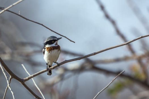 Chinspot Batis standing on a branch front view in Kruger National park, South Africa ; Specie Batis molitor family of Platysteiridae