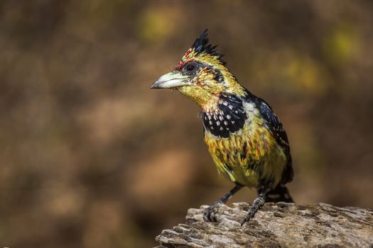 Crested Barbet standing on a log with natural background in Kruger National park, South Africa ; Specie Trachyphonus vaillantii family of Ramphastidae