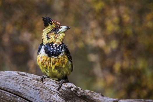 Crested Barbet standing on a log with natural background in Kruger National park, South Africa ; Specie Trachyphonus vaillantii family of Ramphastidae