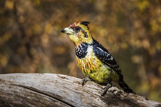 Crested Barbet standing on a log with natural background in Kruger National park, South Africa ; Specie Trachyphonus vaillantii family of Ramphastidae