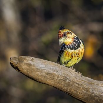 Crested Barbet standing on a log with fall colors background in Kruger National park, South Africa ; Specie Trachyphonus vaillantii family of Ramphastidae