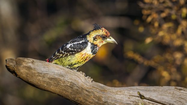 Crested Barbet standing on a log with fall colors background in Kruger National park, South Africa ; Specie Trachyphonus vaillantii family of Ramphastidae