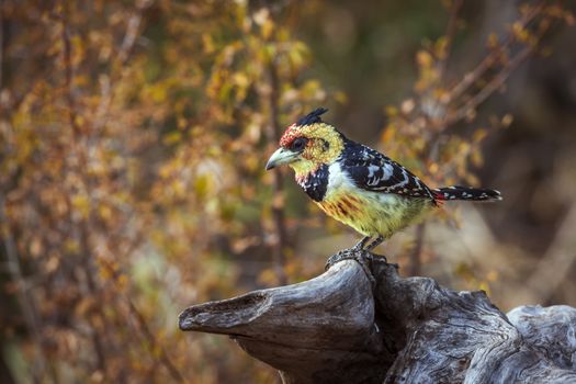 Crested Barbet standing on a log with fall colors background in Kruger National park, South Africa ; Specie Trachyphonus vaillantii family of Ramphastidae