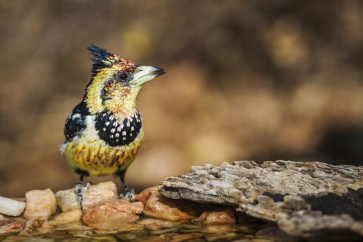 Crested Barbet standing at waterhole in Kruger National park, South Africa ; Specie Trachyphonus vaillantii family of Ramphastidae