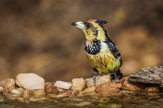 Crested Barbet standing at waterhole in Kruger National park, South Africa ; Specie Trachyphonus vaillantii family of Ramphastidae