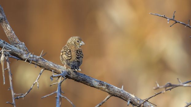 Cut throat finch female standing on a branch rear view in Kruger National park, South Africa ; Specie Amadina fasciata family of Estrildidae