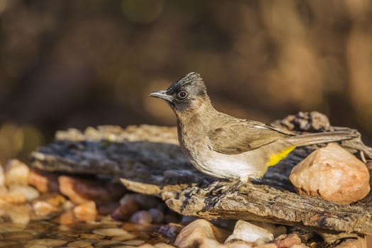 Dark capped Bulbul standing at waterhole in Kruger National park, South Africa ; Specie Pycnonotus tricolor family of Pycnonotidae