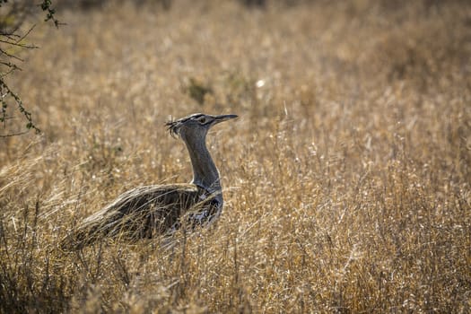 Kori bustard walking in backlit grass in Kruger National park, South Africa ; Specie Ardeotis kori family of Otididae