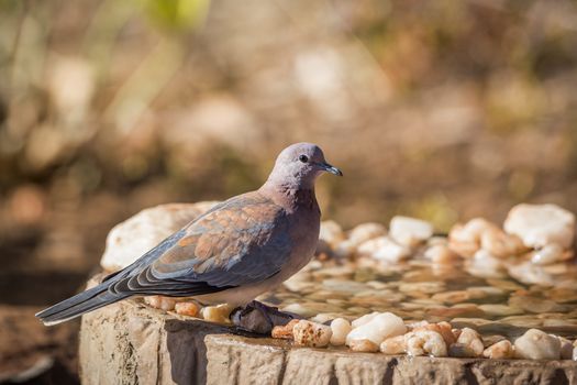 Laughing Dove standing on waterhole in Kruger National park, South Africa ; Specie Streptopelia senegalensis family of Columbidae