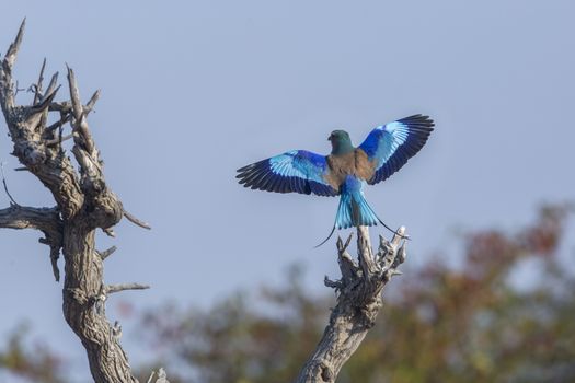 Lilac breasted roller in flight with open wings in Kruger National park, South Africa ; Specie Coracias caudatus family of Coraciidae