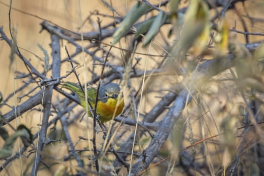 Orange breasted Bushshrike hiding in the bush in Kruger National park, South Africa ; Specie Laniarius brauni family of Malaconotidae