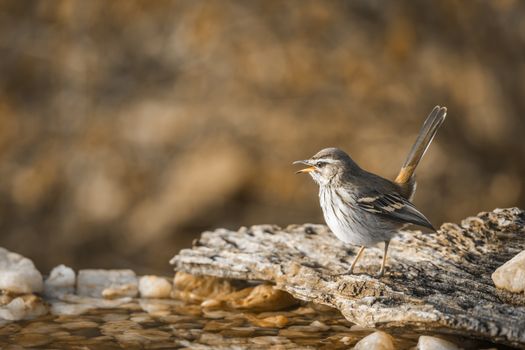 Red backed Scrub Robin standing at waterhole in Kruger National park, South Africa; specie Cercotrichas leucophrys family of Musicapidae