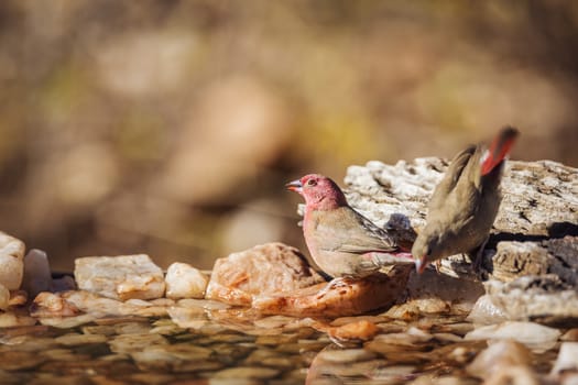 Couple of Red-billed Firefinch drinking in waterhole in Kruger National park, South Africa ; Specie family Lagonosticta senegala of Estrildidae