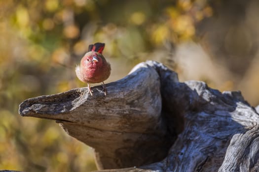 Red-billed Firefinch male standing on a log with fall colors background in Kruger National park, South Africa ; Specie family Lagonosticta senegala of Estrildidae