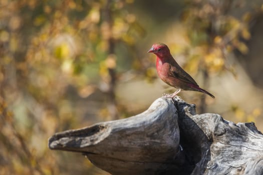 Red-billed Firefinch standing on a log with fall colors background in Kruger National park, South Africa ; Specie family Lagonosticta senegala of Estrildidae