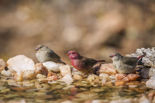 Three Red-billed Firefinch male and female standint in waterhole in Kruger National park, South Africa ; Specie family Lagonosticta senegala of Estrildidae