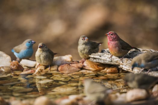 Red-billed Firefinch and Blue breasted Cordonbleu standing in waterhole in Kruger National park, South Africa ; Specie family Lagonosticta senegala of Estrildidae