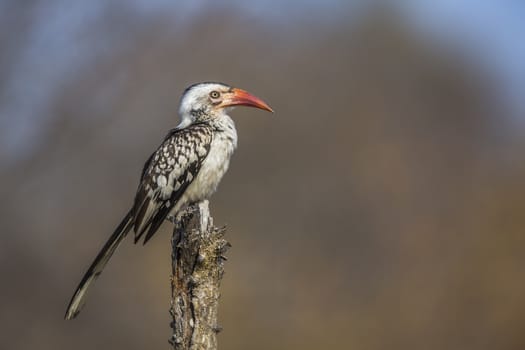 Southern Red billed Hornbill standing on a trunk with natural background in Kruger National park, South Africa ; Specie Tockus rufirostris family of Bucerotidae