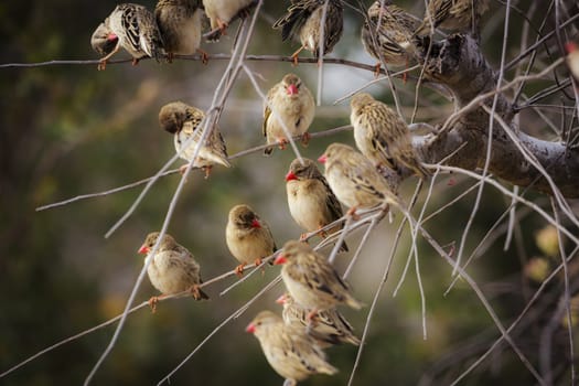 Flock of Red-billed Queleas in a shrub in Kruger National park, South Africa ; Specie Quelea quelea family of Ploceidae