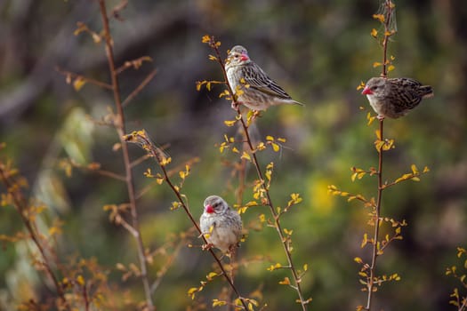 Three Red-billed Queleas in fall colors shrub in Kruger National park, South Africa ; Specie Quelea quelea family of Ploceidae