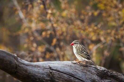 Red-billed Quelea standing in a log with fall color background in Kruger National park, South Africa ; Specie Quelea quelea family of Ploceidae