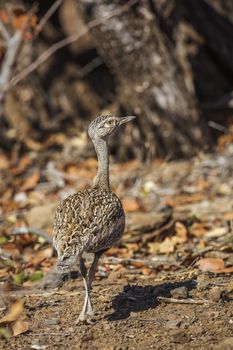 Red crested Bustard female in rear view in Kruger National park, South Africa ; Specie Lophotis ruficrista family of Otididae