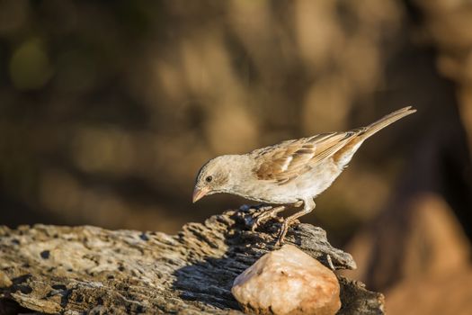 Southern Grey-headed Sparrow standing on a log in Kruger National park, South Africa ; Specie family Passer diffusus of Passeridae