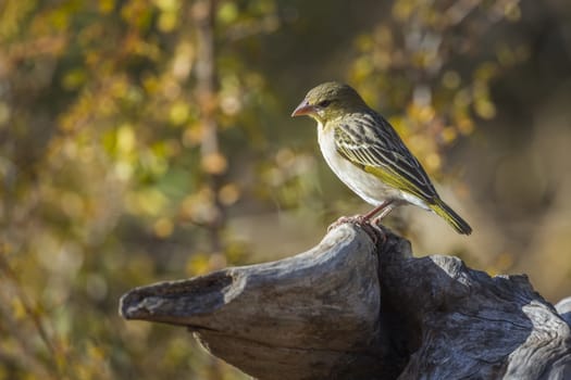Village weaver standing in log with fall colors background in Kruger National park, South Africa ; Specie Ploceus cucullatus family of Ploceidae