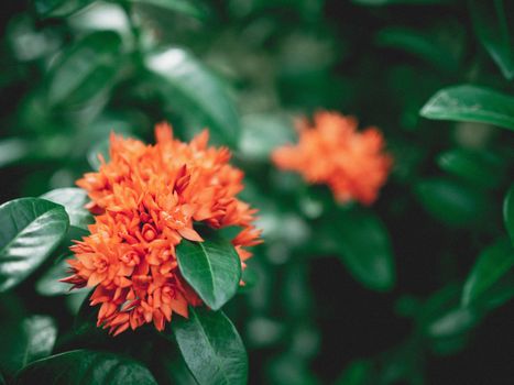 Red spike flowers and green leaves in a dark style.