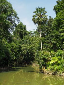 The scenery of the river, the rainforest, consists of rivers, trees, coconut trees.