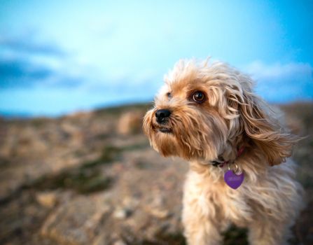 Close-up of the muzzle of a beige colored mixed breed poodle dog with bokeh effect and ears raised by the wind in the outdoors - The expressions of animals similar to humans one