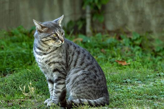Grey striped country cat. Pet. Shooting in nature.