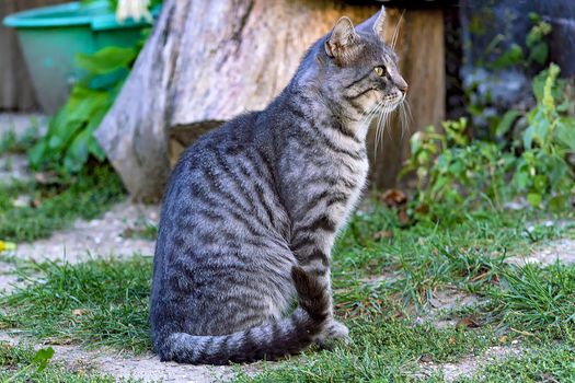 Grey striped country cat. Pet. Shooting in nature.
