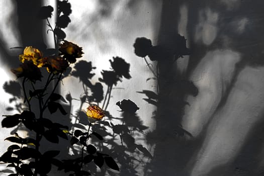 Yellow shadow roses. Art shot.