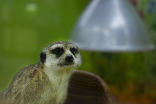 Portrait. Against the background of infrared lamps.