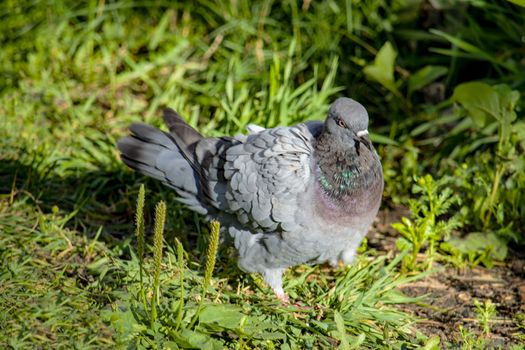 View from the side and from above. Against the background of green grass.