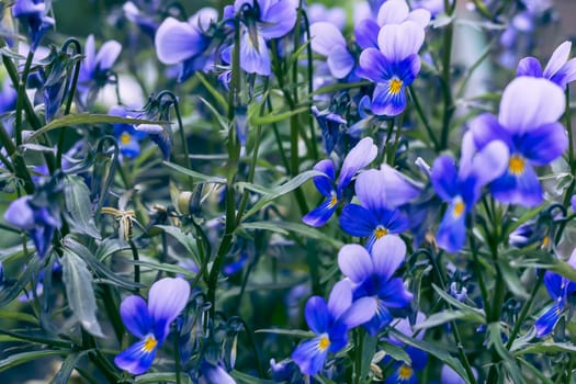 A picture on the open aperture. Tinted.