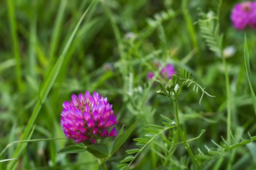 Plant Siberia. A picture from the front. Flowers nwa the background of green grass.